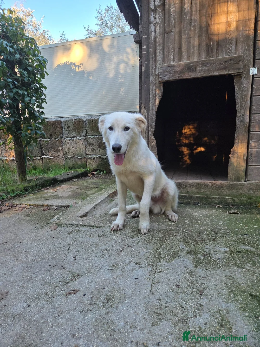 Pastore Maremmano cani in regalo: Dolcissimo diego - Annuncio 3