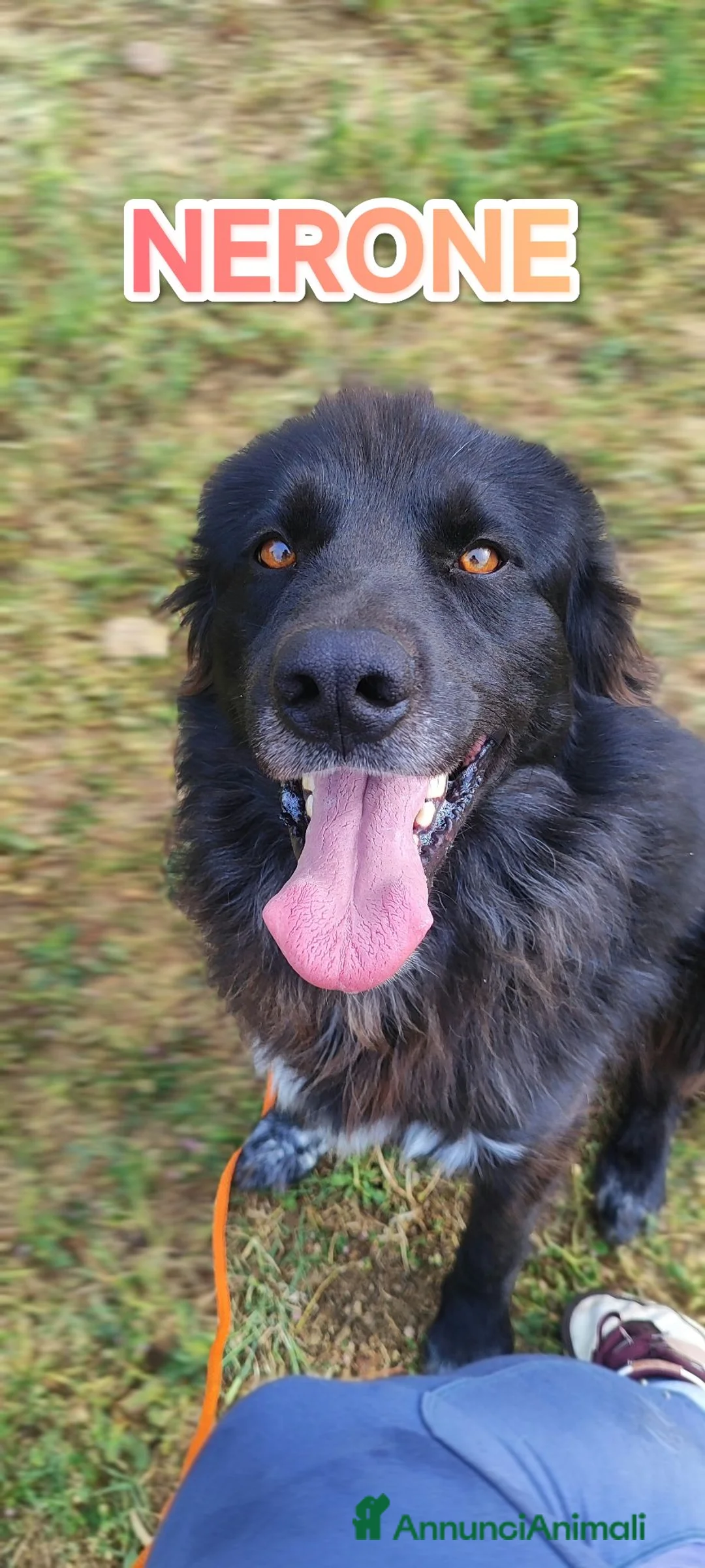 Meticcio cani in regalo: Nerone nessuno ti vuole perché nero a Provincia di Ferrara - Annuncio 2
