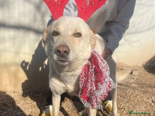 Meticcio cani GLI OCCHIONI DOLCI DI SUSY - Annuncio 40