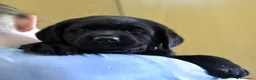 Labrador cani in vendita: Labrador Retriever neri linee inglesi  - Annuncio 23