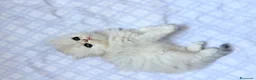 Persiano gatti in vendita: Persiani Chinchilla a Provincia di Ferrara - Annuncio 17