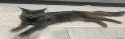 Maine Coon gatti in vendita: Mainecoon - Annuncio 10