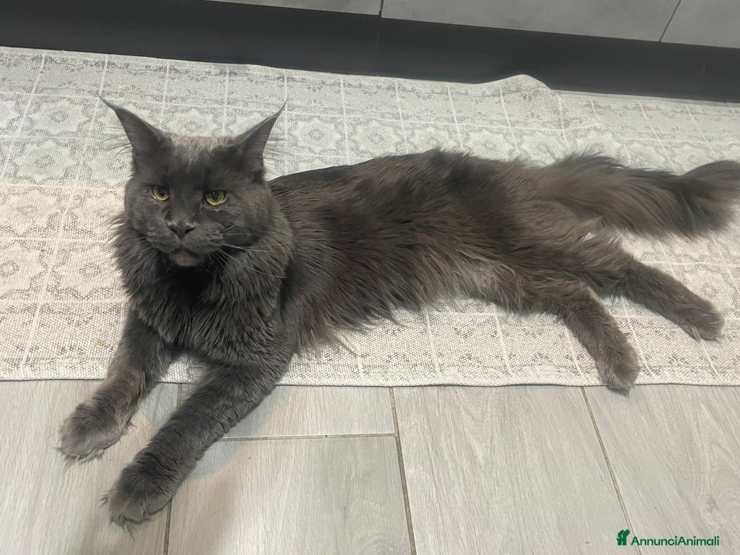 Maine Coon gatti in vendita: Mainecoon - Annuncio 10