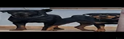 Rottweiler cani in vendita: Cuccioli di rottweiler  a Provincia del Sulcis Iglesiente - Annuncio 10