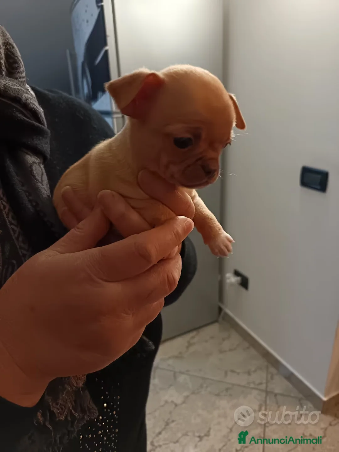 Chihuahua cani in vendita: Chihuahua femmina 2 mesi - taglia piccola - Annuncio 4