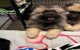 Wolfspitz cani in vendita: Cuccioli Wolfspitz/Keeshond a Provincia di Como - Immagine 4