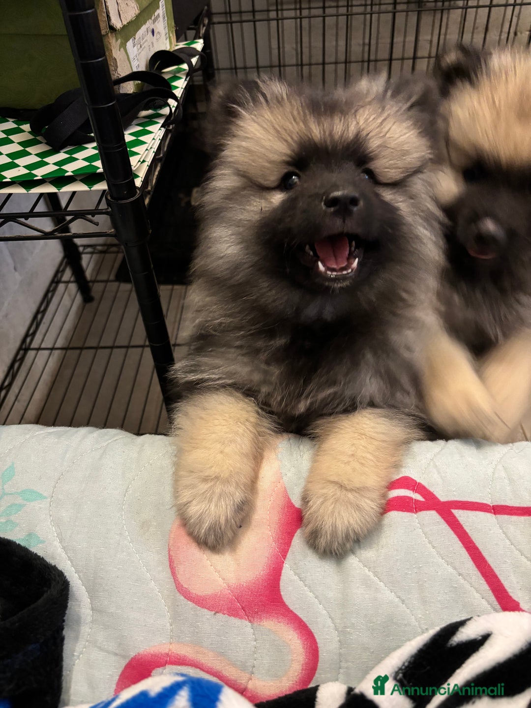 Wolfspitz cani in vendita: Cuccioli Wolfspitz/Keeshond a Provincia di Como - Immagine 4