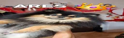 Volpino Pomerania cani in vendita: Spitz di pomerania nano - Annuncio 3