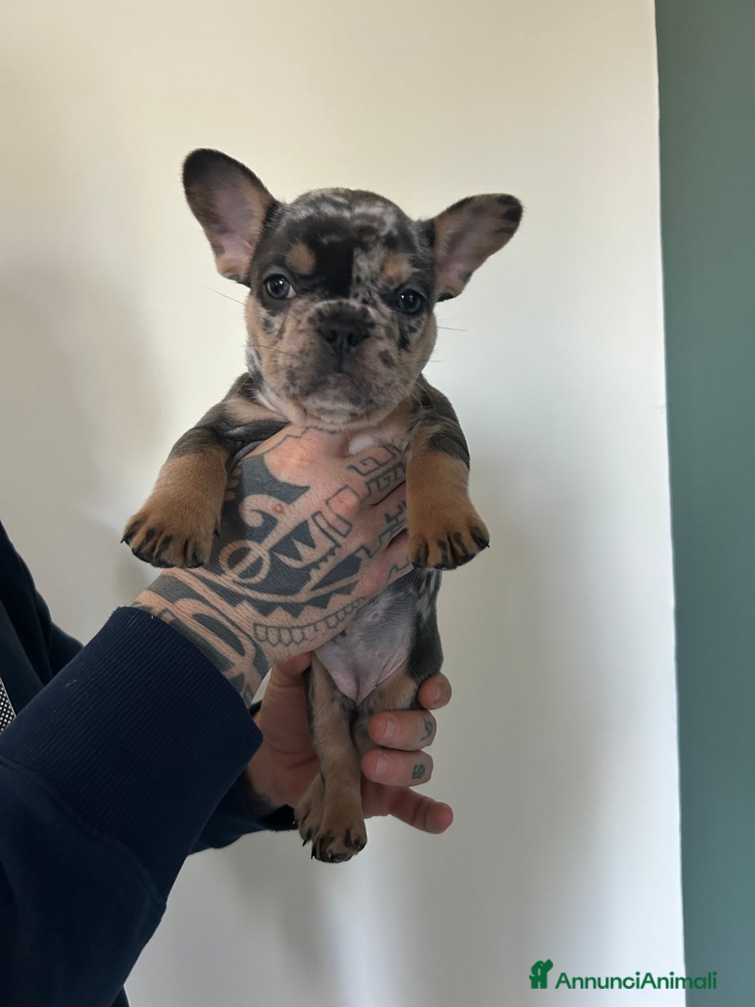 Bulldog Francese cani in vendita: Cuccioli di bulldog  - Annuncio 21