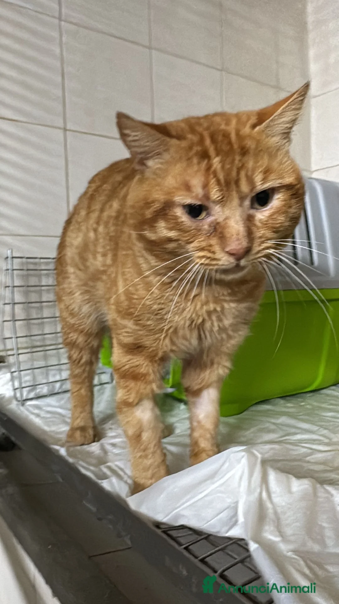 Meticcio gatti in regalo: Liberato adozione del cuore - Annuncio 2