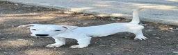 Meticcio cani in regalo: CUCCIOLO SIMIL DOGO/PITBULL a Provincia di Alessandria - Annuncio 3