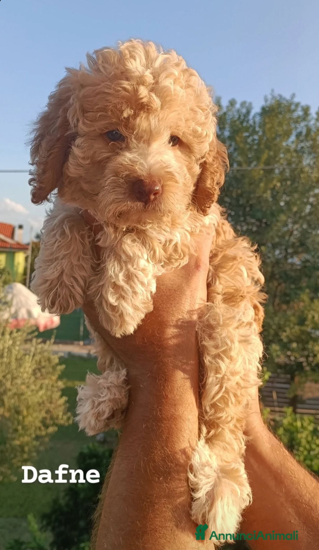 Lagotto cani Cuccioli di Lagotto Romagnolo con Pedigree Roi  - Annuncio 19