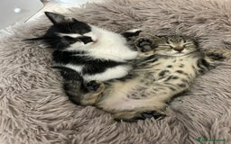 Certosino gatti in regalo: ISOTTA E LA SUA SORELLINA🩷🩷 - Annuncio 1