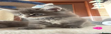 Maine Coon 3