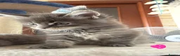 Maine Coon gatti in vendita: Splendide cucciole di Maine Coon - Annuncio 3