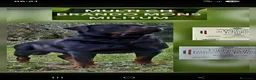 Rottweiler cani in vendita: Cuccioli rottweiler  - Annuncio 13