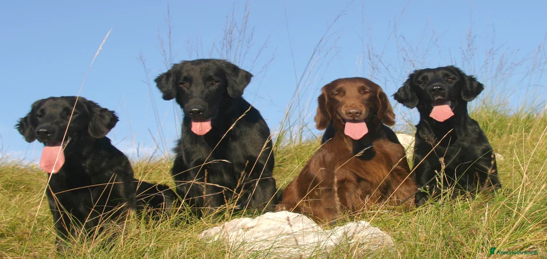 Immagine della galleria {{count}}