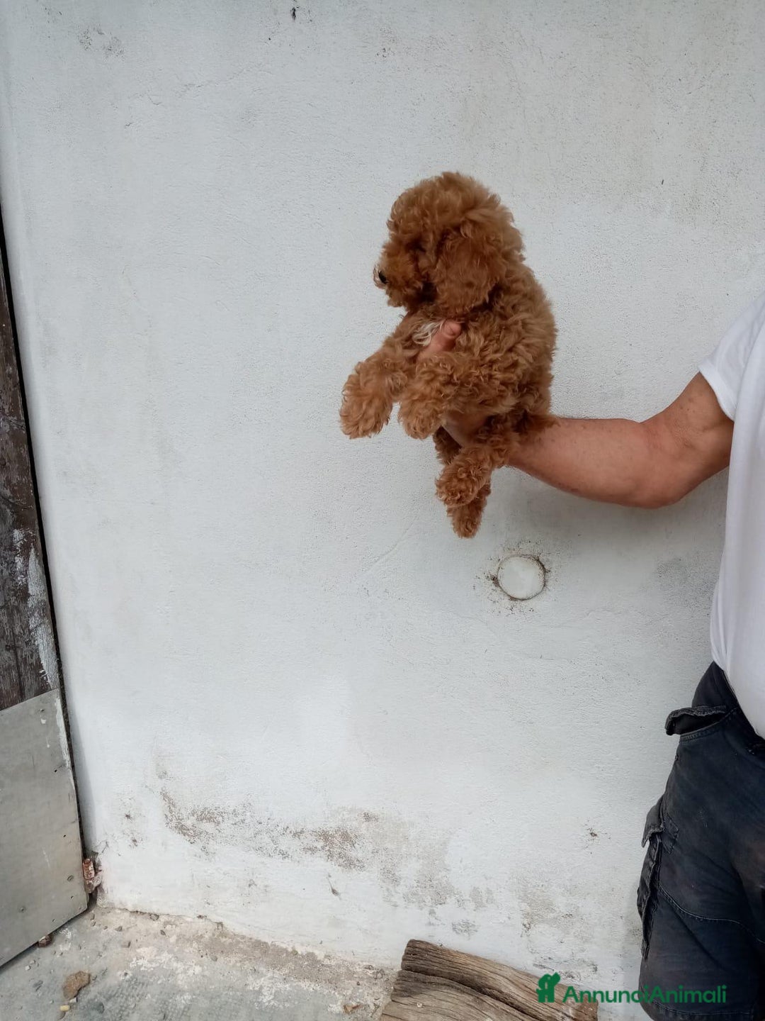 Barboncino cani in vendita: Magnifica cucciolata barboncini nani Red - Annuncio 5