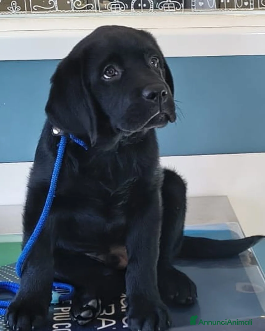 Labrador cani in vendita: Labrador  - Annuncio 2