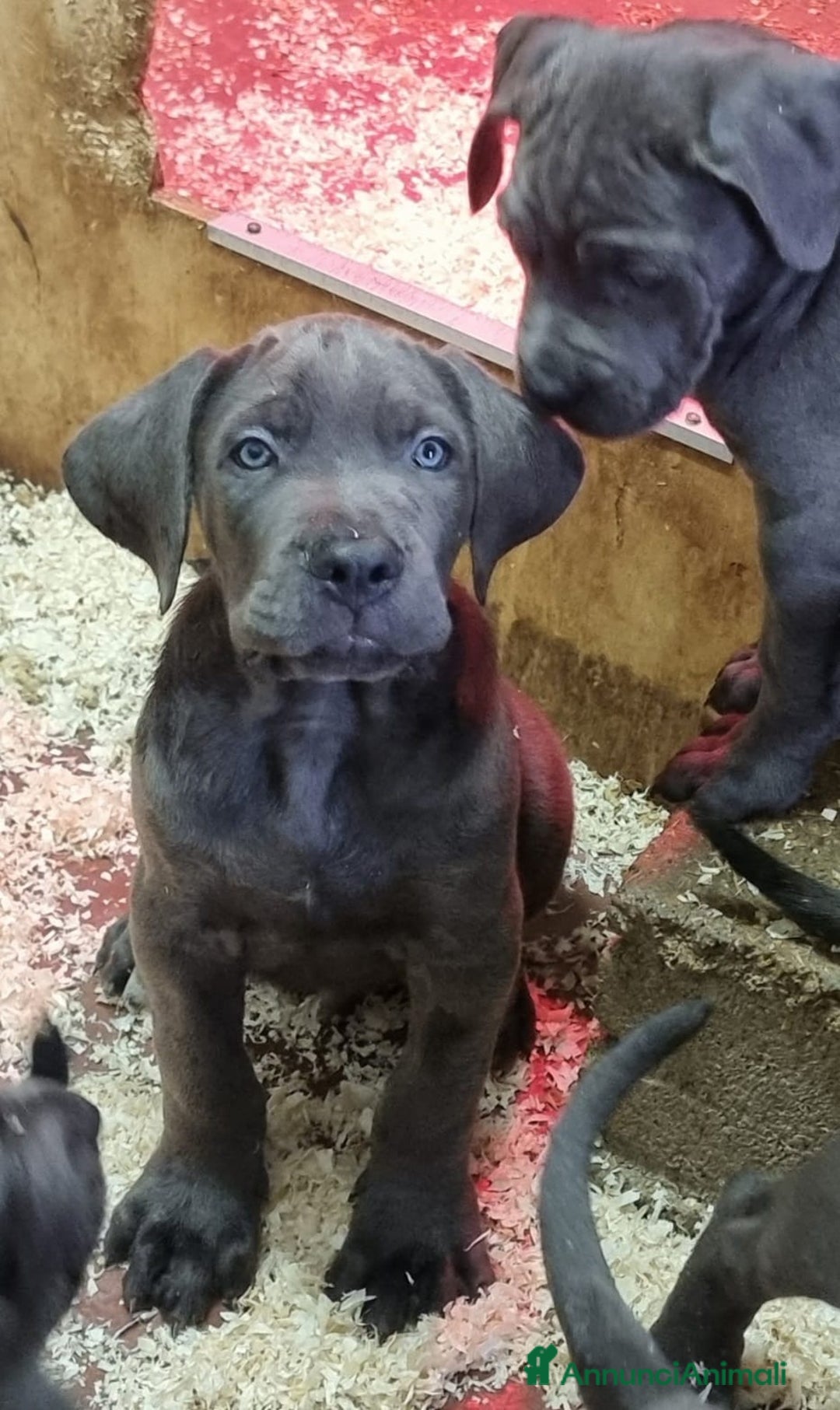 Cane Corso cani in vendita: Cuccioli di cane corso - Annuncio 4