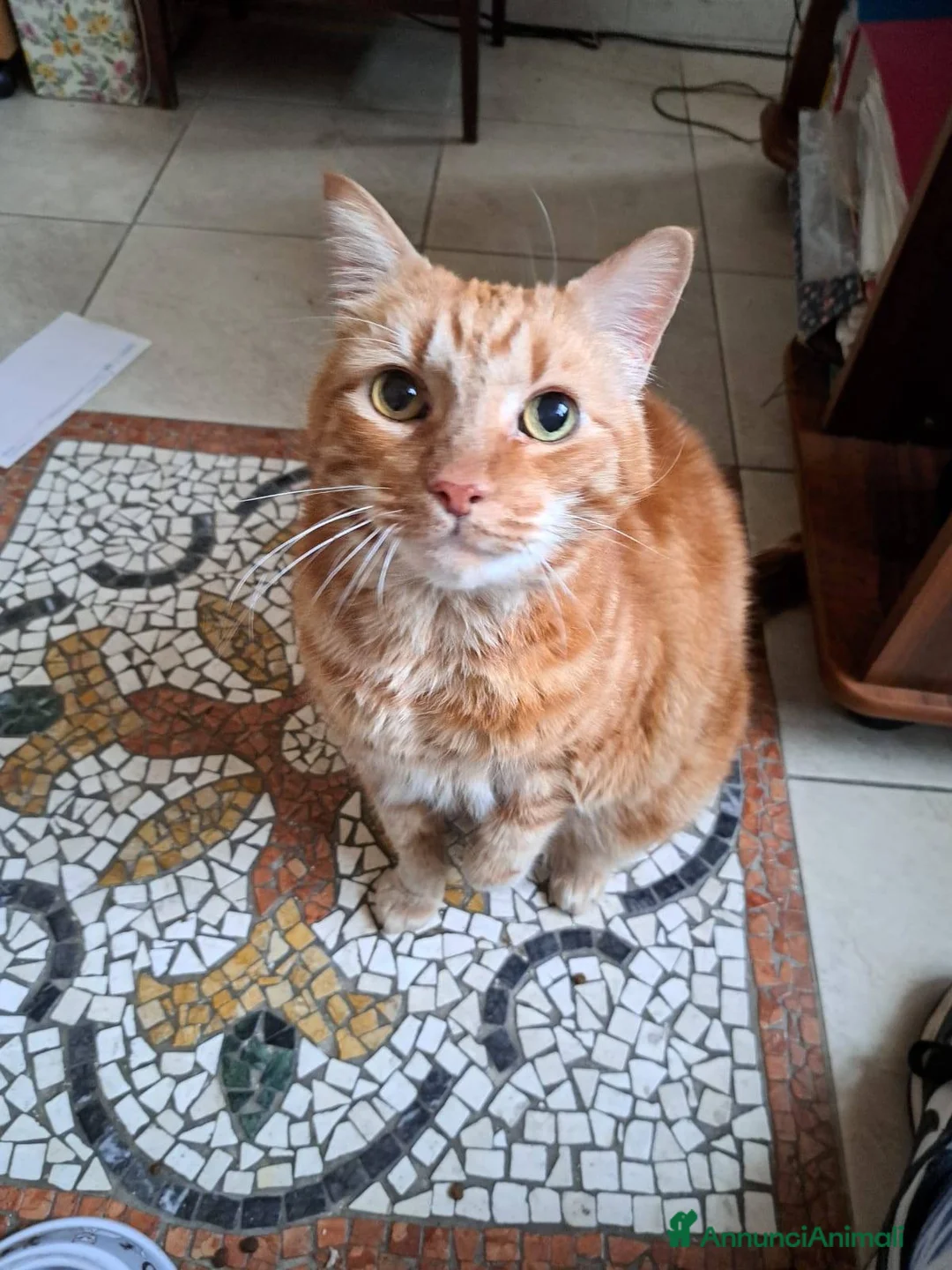 Europeo gatti in regalo: 🐾 *ADOZIONE DEL CUORE – CERCA UNA NUOVA CASA 🐾  - Annuncio 1