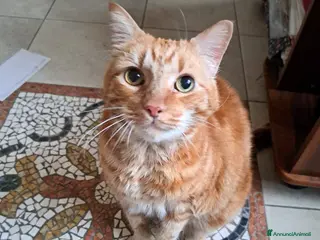 Europeo gatti 🐾 *ADOZIONE DEL CUORE – CERCA UNA NUOVA CASA 🐾 - Annuncio 7