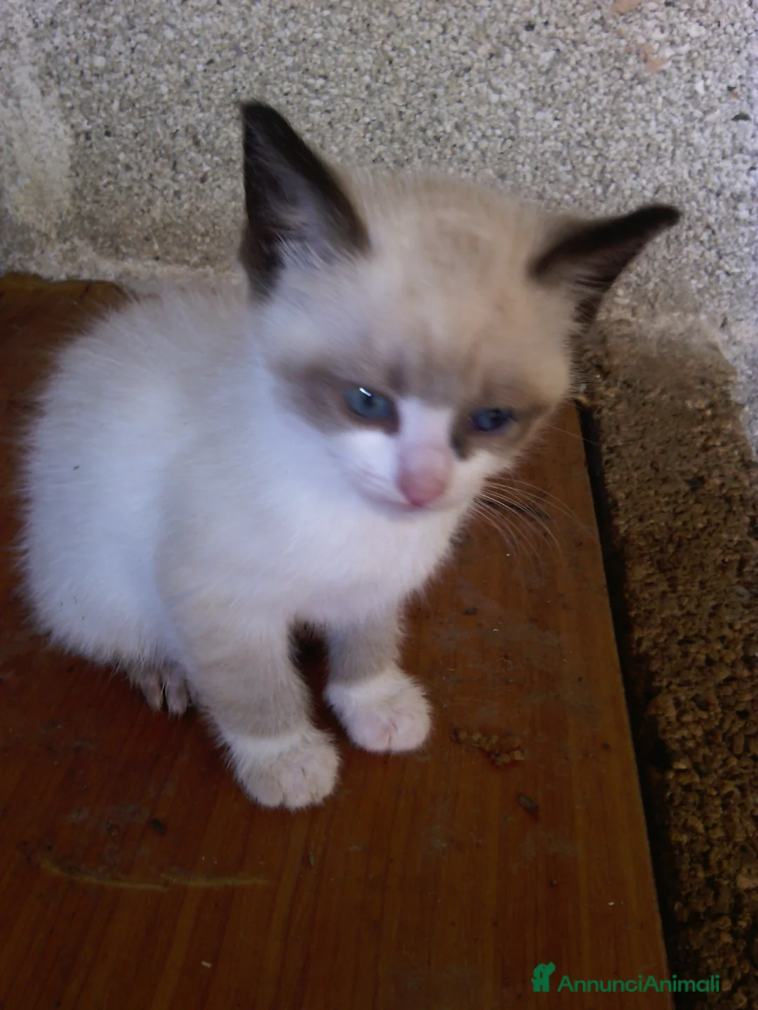 Altre razze gatti in vendita: Gattini siamesi snowshoes  - Annuncio 2