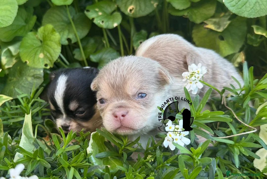 Chihuahua cani in vendita: Cucciolo Chihuahua TreQuartidiLuna Disponibile - Annuncio 2
