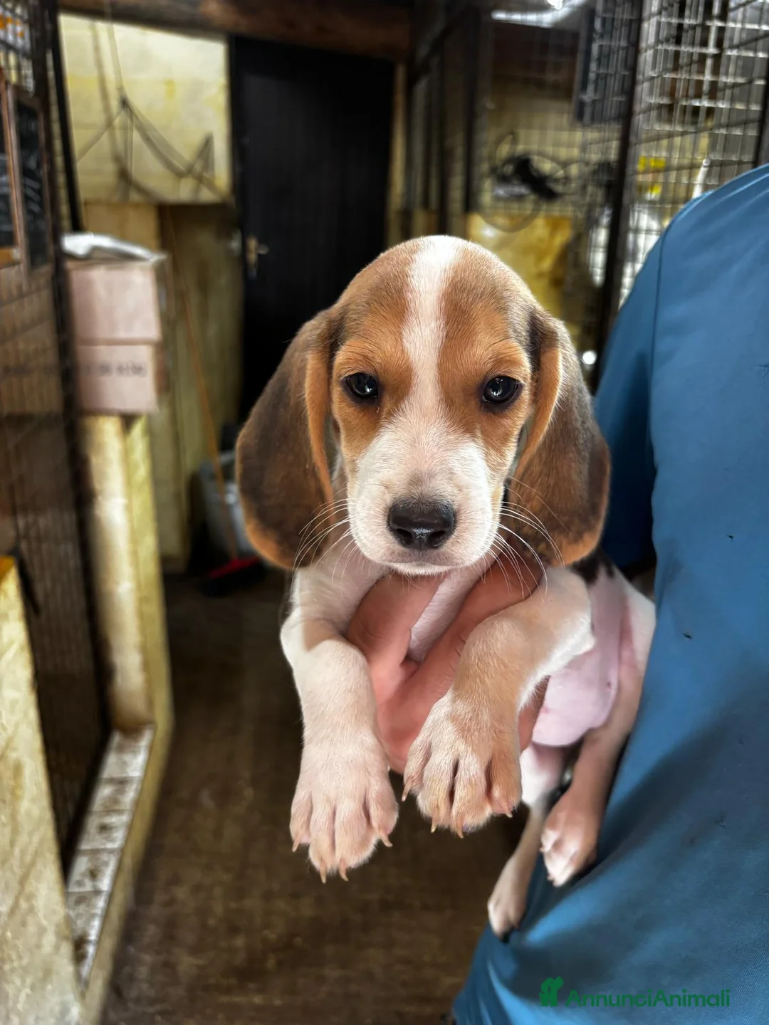 Beagle cani in vendita: PROMOZIONE Cuccioli Beagle a Provincia di Alessandria - Annuncio 2