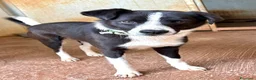 Meticcio cani in regalo: Giorgio simil border collie a pelo lungo - Annuncio 8