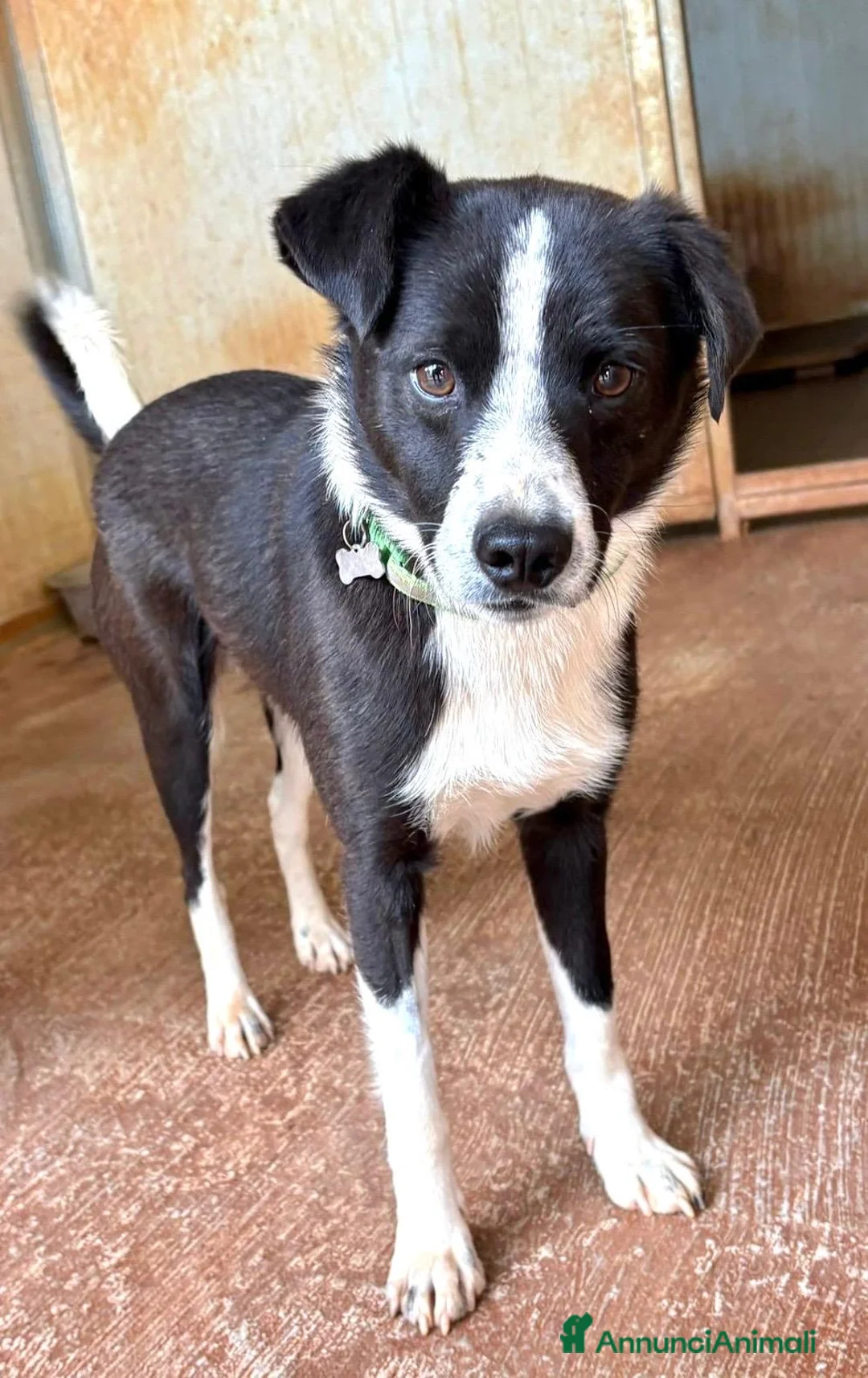 Meticcio cani in regalo: Giorgio simil border collie a pelo lungo - Annuncio 8