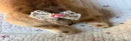 Corgi Pembroke cani in vendita: Cuccioli di Pembroke Welsh Corgi a Città Metropolitana di Firenze - Annuncio 9