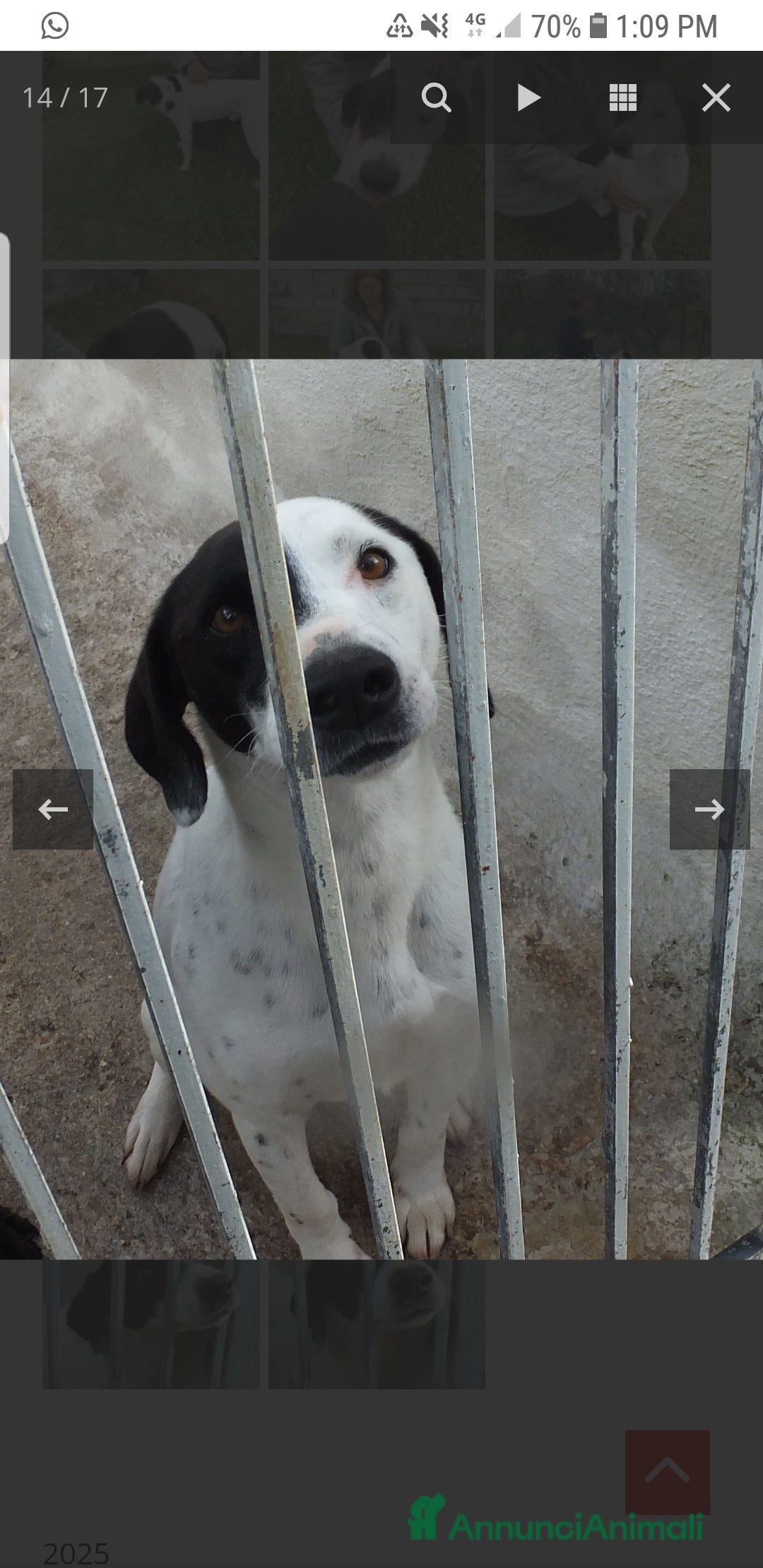 Meticcio cani in regalo: ADOZ.del cuore:, sguardo da cucciolo 6a in casa - Annuncio 8
