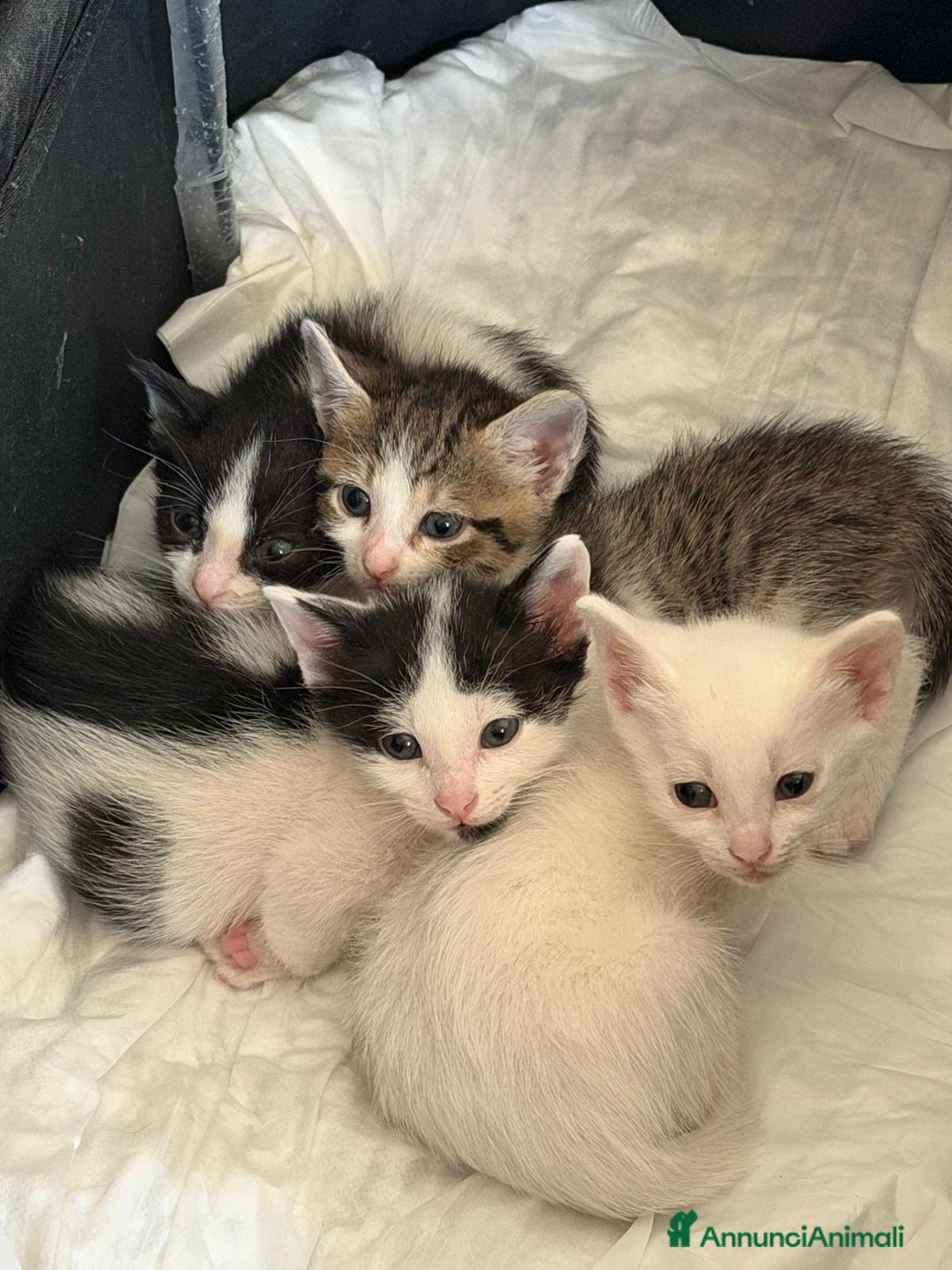 Europeo gatti in regalo: Gattini nati in casa - Annuncio 2