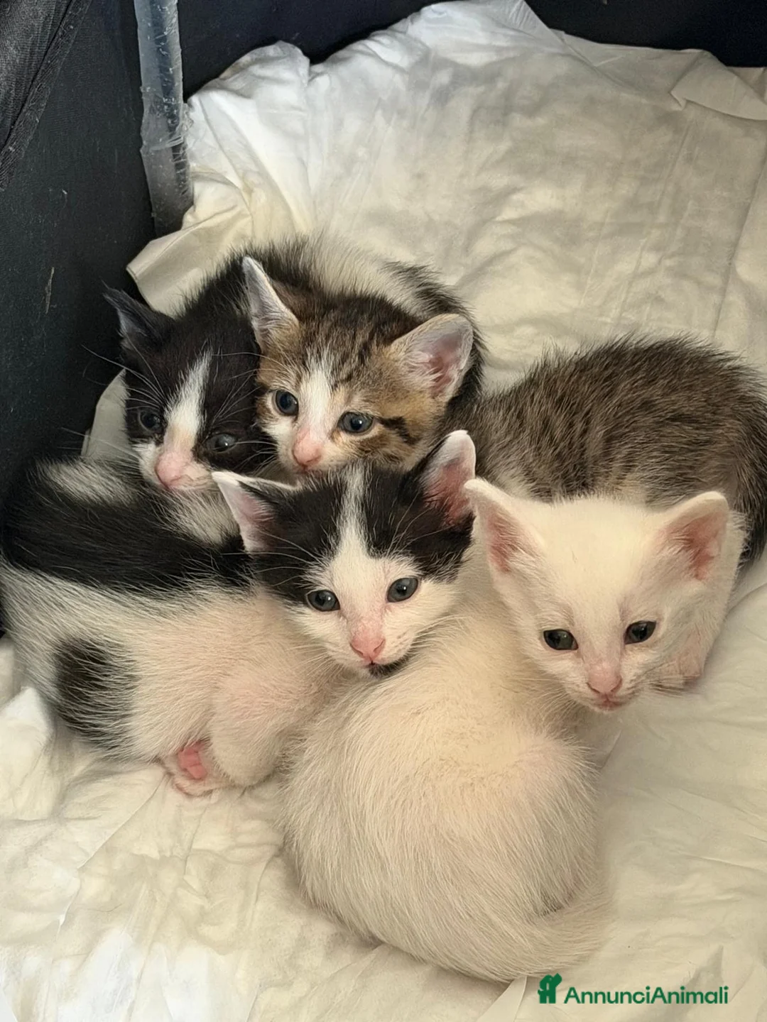 Europeo gatti in regalo: Gattini nati in casa - Annuncio 2