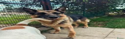 Pastore Tedesco cani in regalo: Sara Jane - Annuncio 7