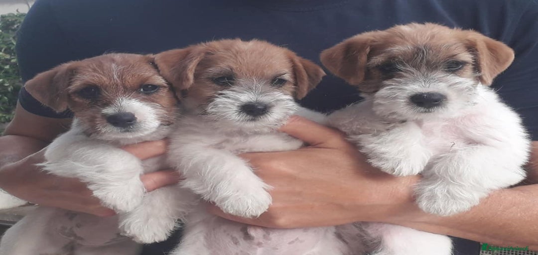 Immagine della galleria {{count}}