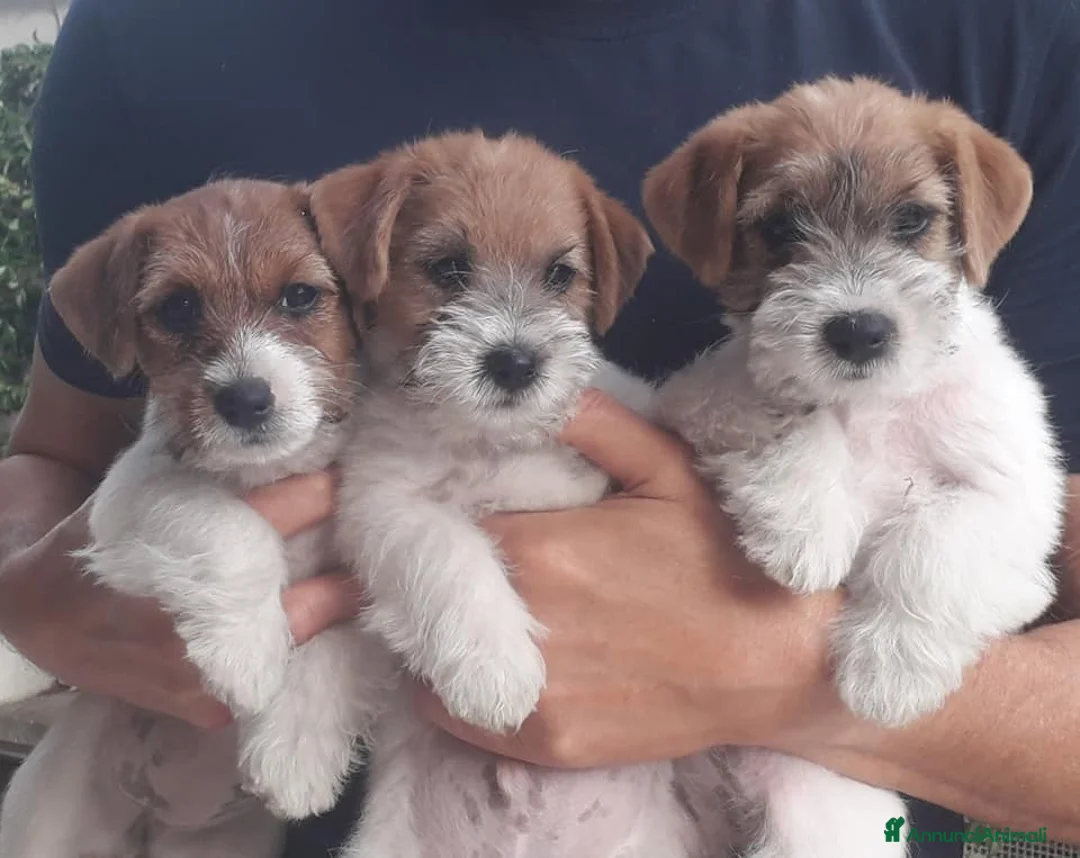 Immagine della galleria {{count}}