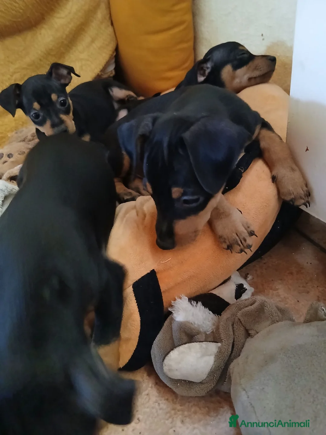 Pinscher Tedesco cani in vendita: Vendita - Annuncio 2