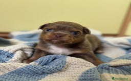 Chihuahua cani in vendita: Cuccioli di chihuahua a pelo lungo con pedigree  a Provincia di Bergamo - Immagine 10