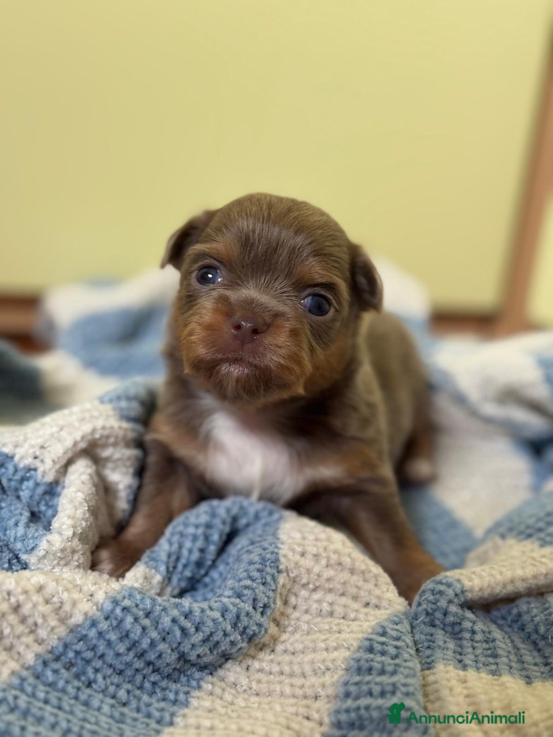 Chihuahua cani in vendita: Cuccioli di chihuahua a pelo lungo con pedigree  a Provincia di Bergamo - Immagine 10