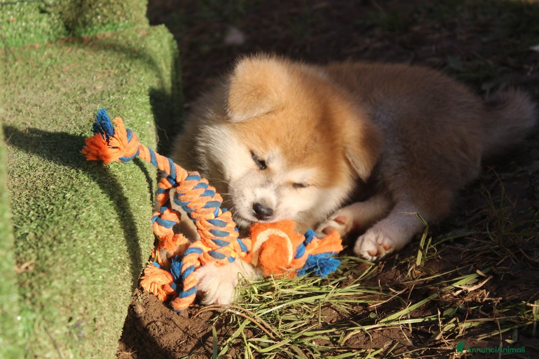Akita Inu cani in vendita: CUCCIOLI AKITA da allevamento ENCI - Annuncio 2