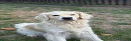 Golden Retriever cani per accoppiamento: Cercasi maschio per monta  - Annuncio 1