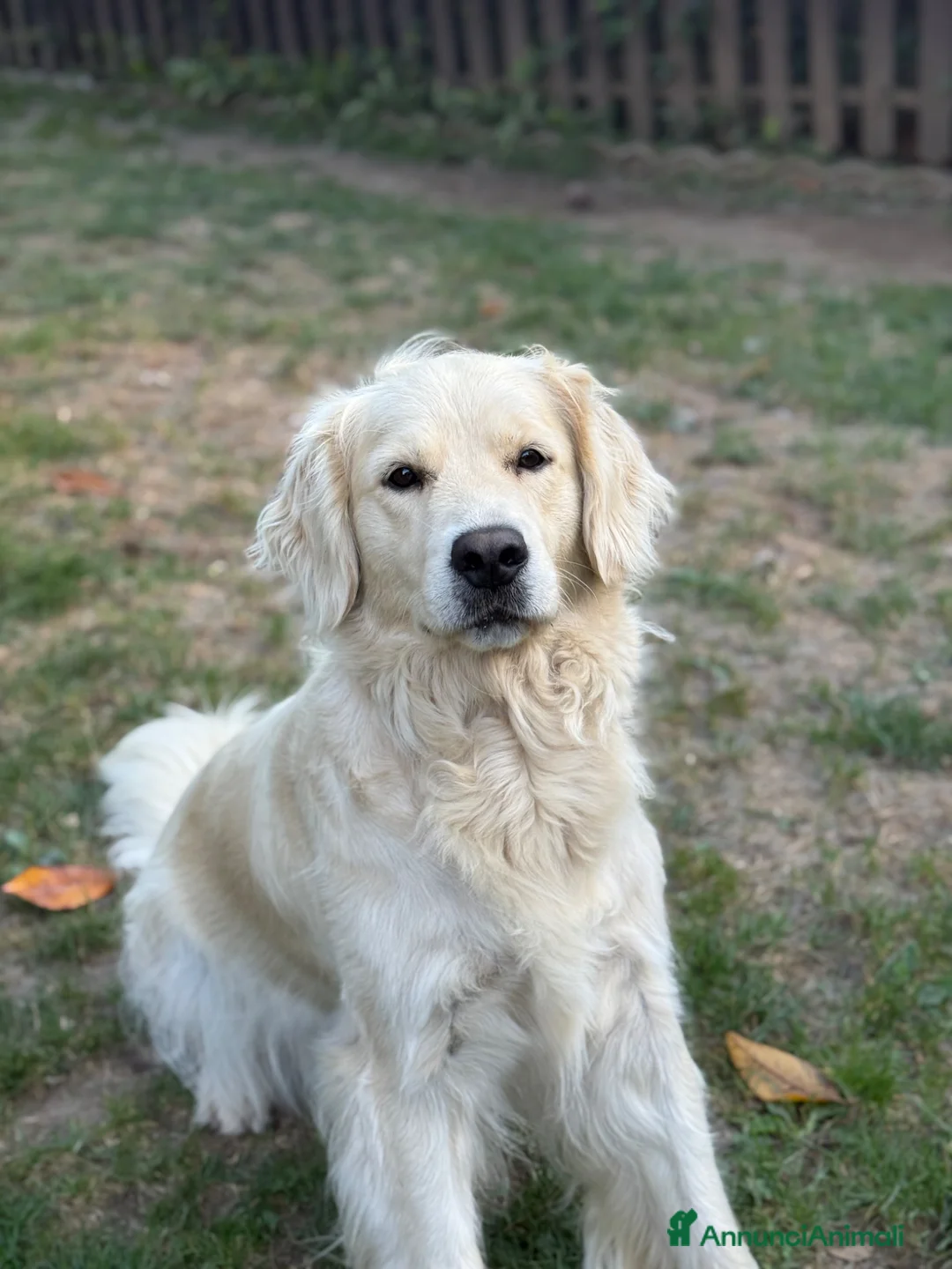 Golden Retriever cani per accoppiamento: Cercasi maschio per monta  - Annuncio 1