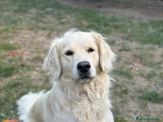 Golden Retriever cani Cercasi maschio per monta - Annuncio 4