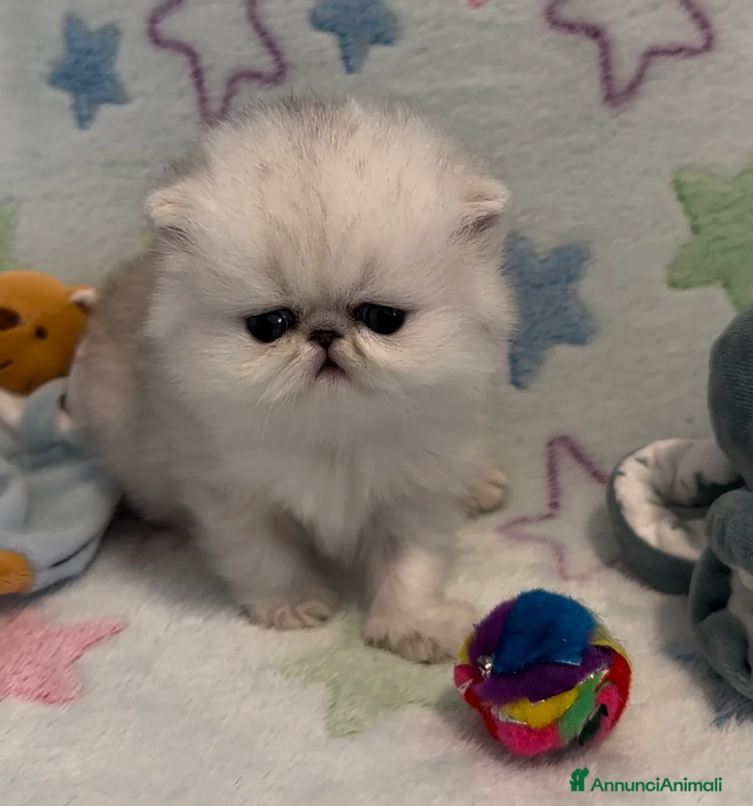 Immagine della galleria {{count}}