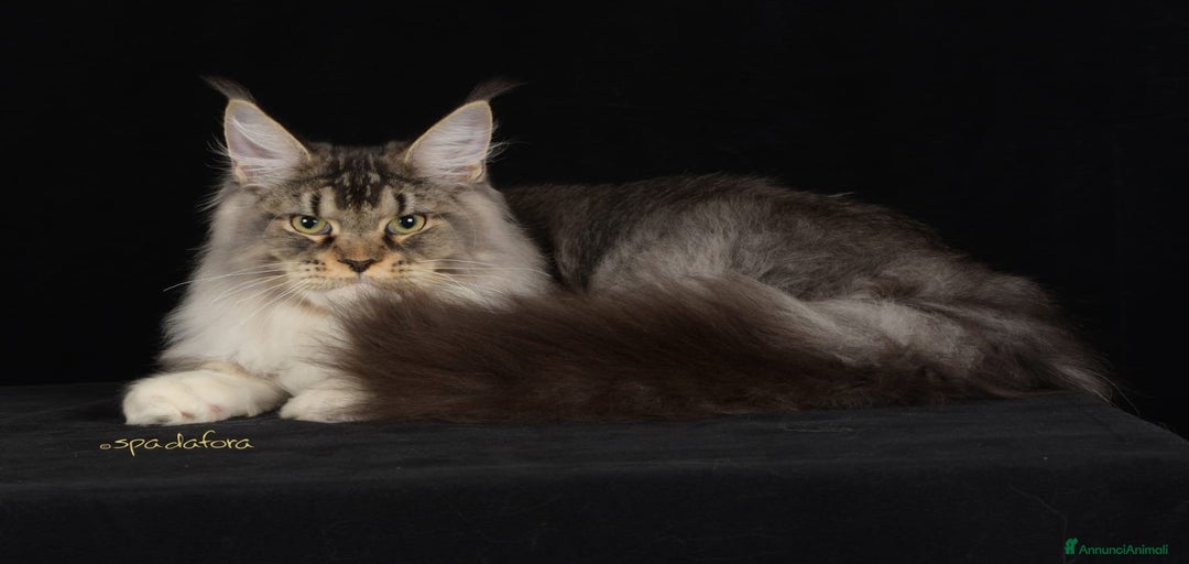 Immagine della galleria {{count}}