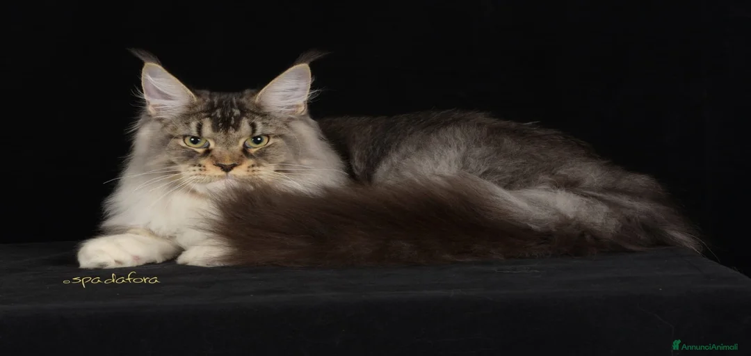 Immagine della galleria {{count}}