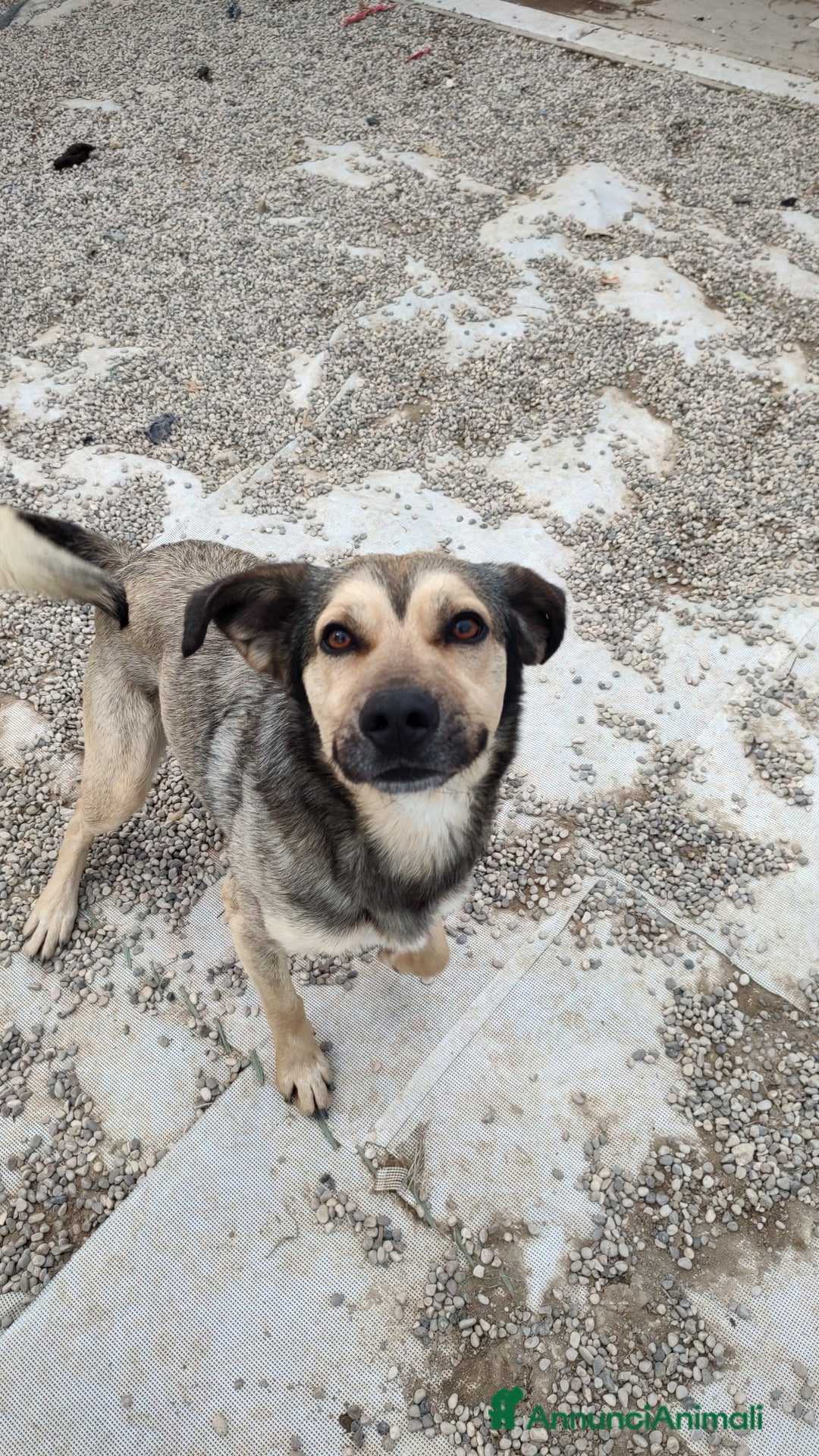 Meticcio cani in regalo: Dylan a Provincia di Treviso - Annuncio 2