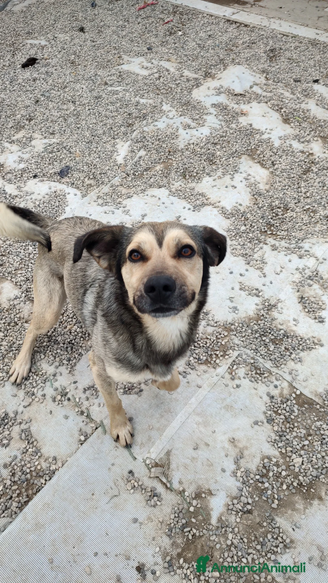 Meticcio cani in regalo: Dylan a Provincia di Treviso - Annuncio 2